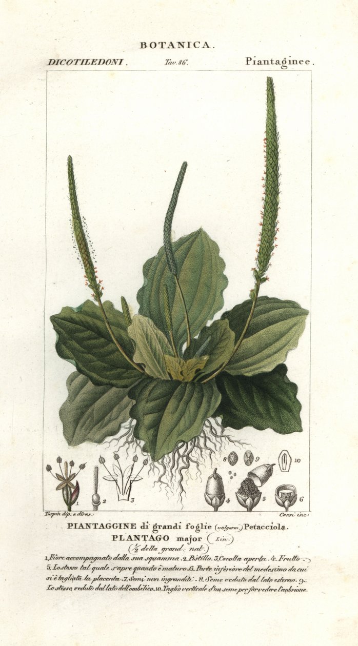 Grand plantain, Plantago major - Stanghi Stanghi