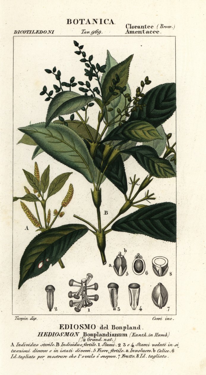 Hedyosmum bonplandianum - Stanghi Stanghi