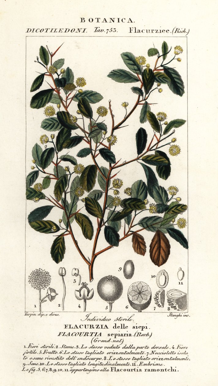 Prunier indien, Flacourtia indica - Stanghi Stanghi