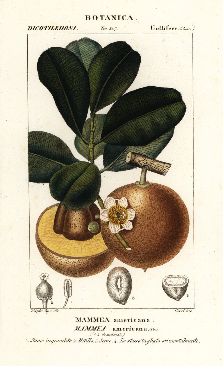 Pomme mammee, Mammea americana - Stanghi Stanghi