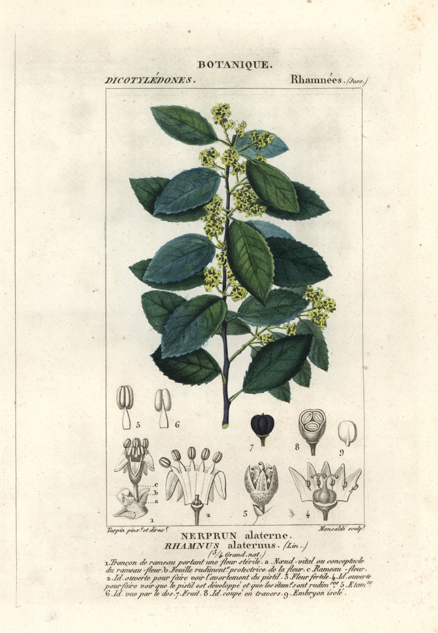 Nerprun méditerranéen, Rhamnus alaternus - Stanghi Stanghi
