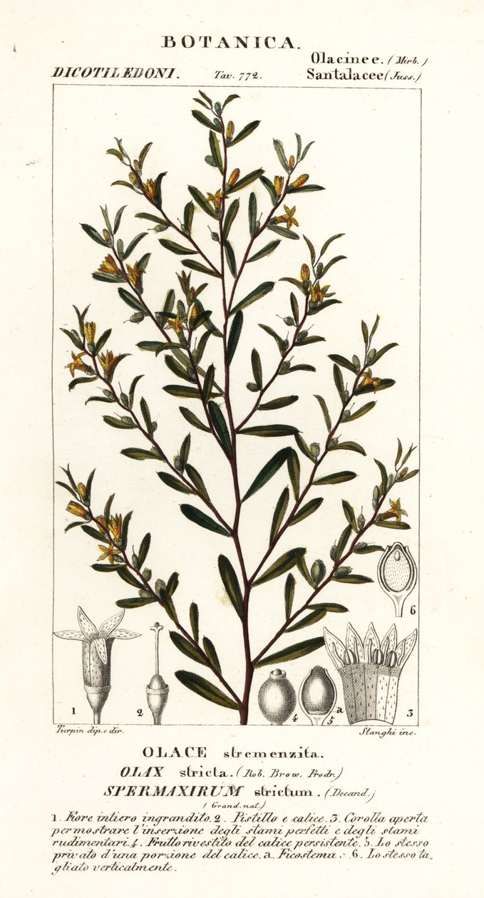 Olax stricta - Stanghi Stanghi
