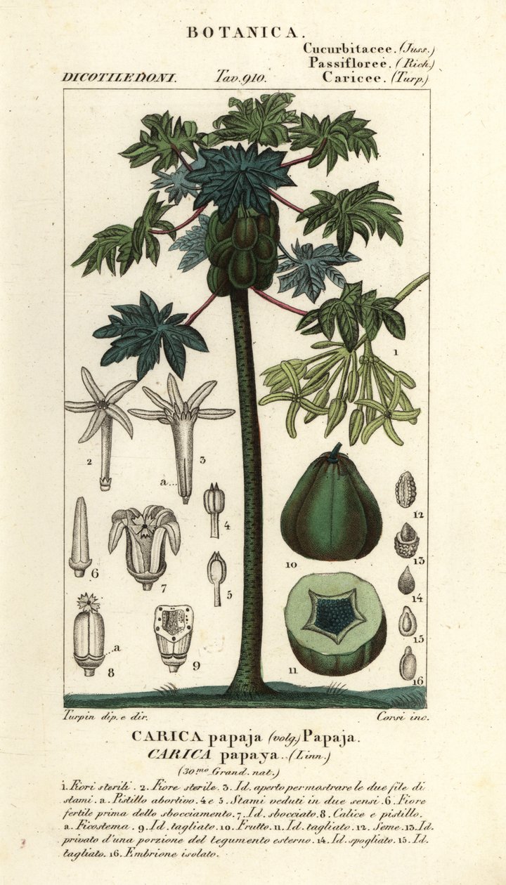 Papayer, arbre et fruit de papaye, Carica papaya - Stanghi Stanghi