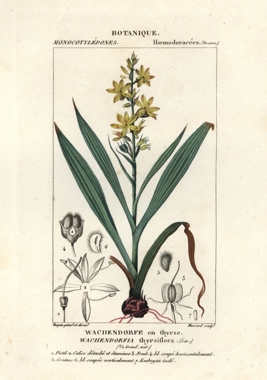Racine rouge, Wachendorfia thyrsiflora - Stanghi Stanghi