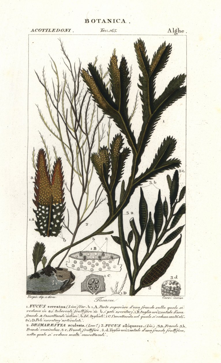 Espèce d