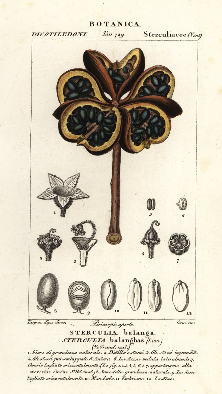 Châtaignier tropical ou arbre nawa, Sterculia balanghas - Stanghi Stanghi