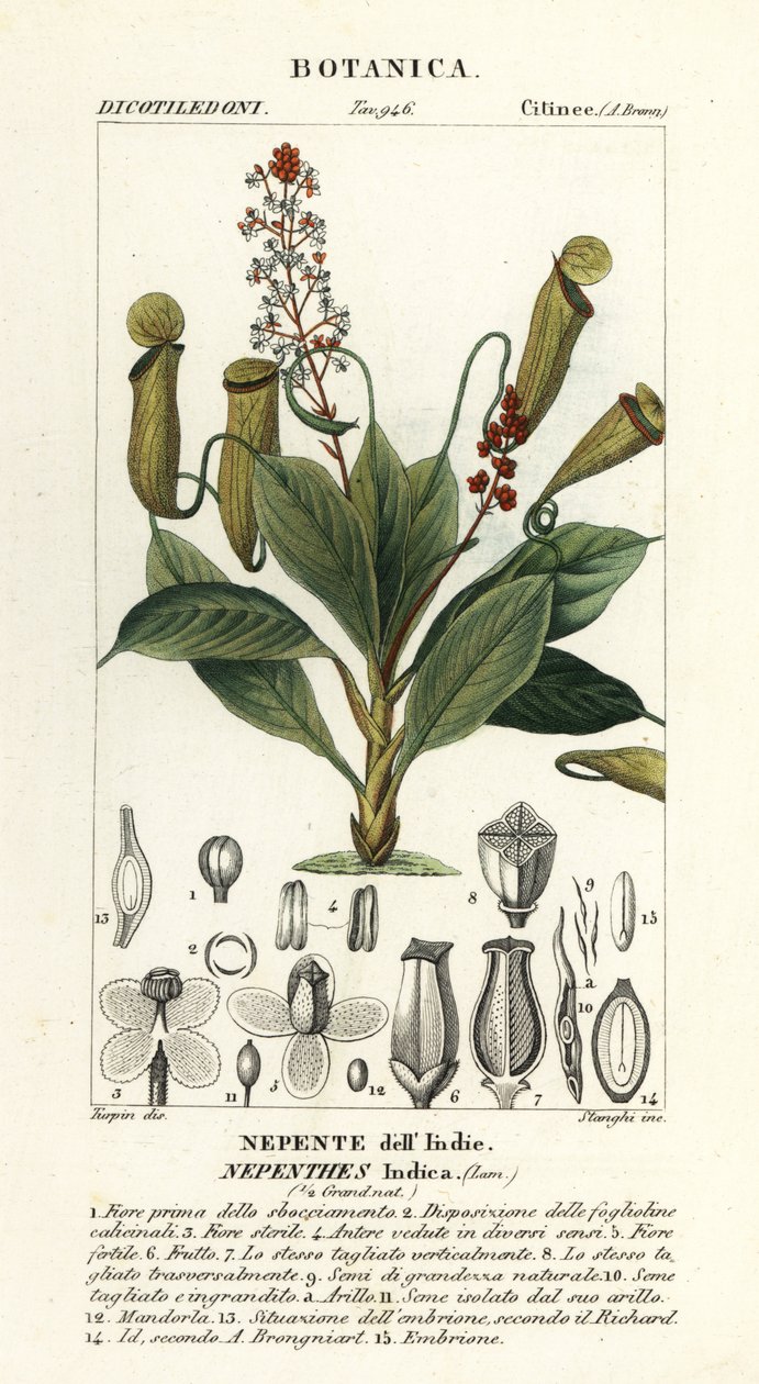 Plante à urnes tropicale, Nepenthes distillatoria - Stanghi Stanghi