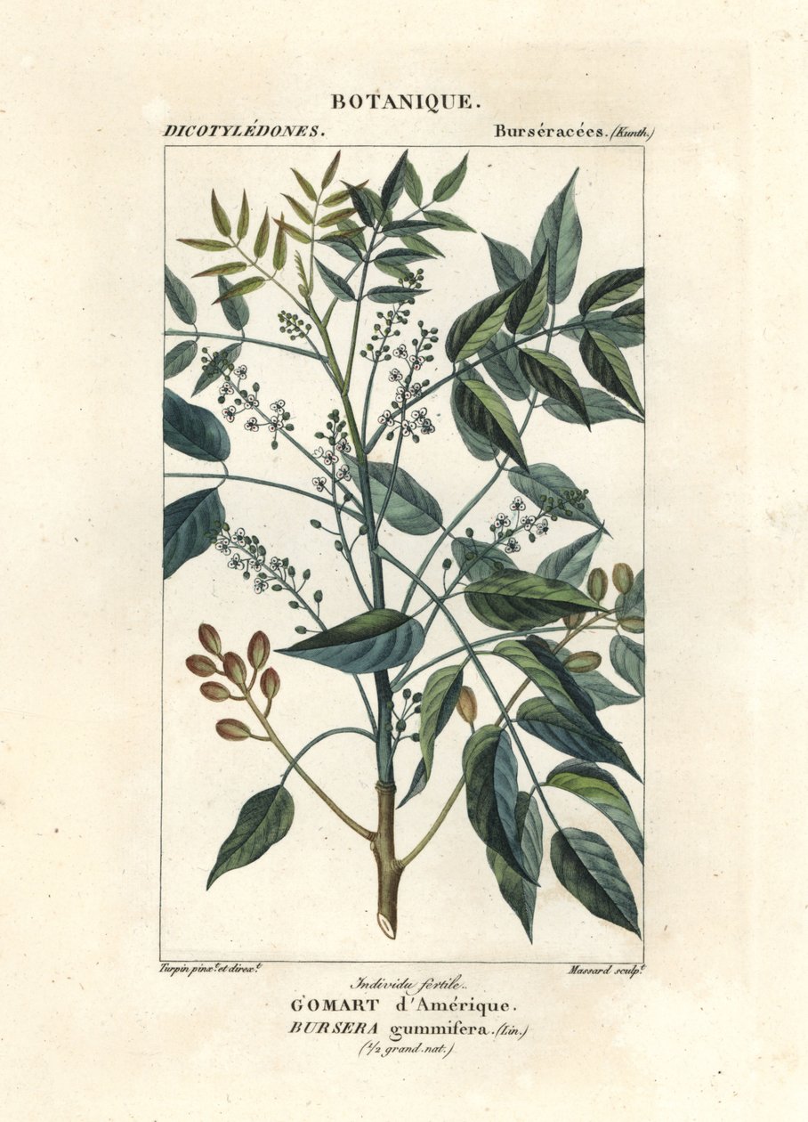 Arbre à térébenthine, Bursera simaruba - Stanghi Stanghi