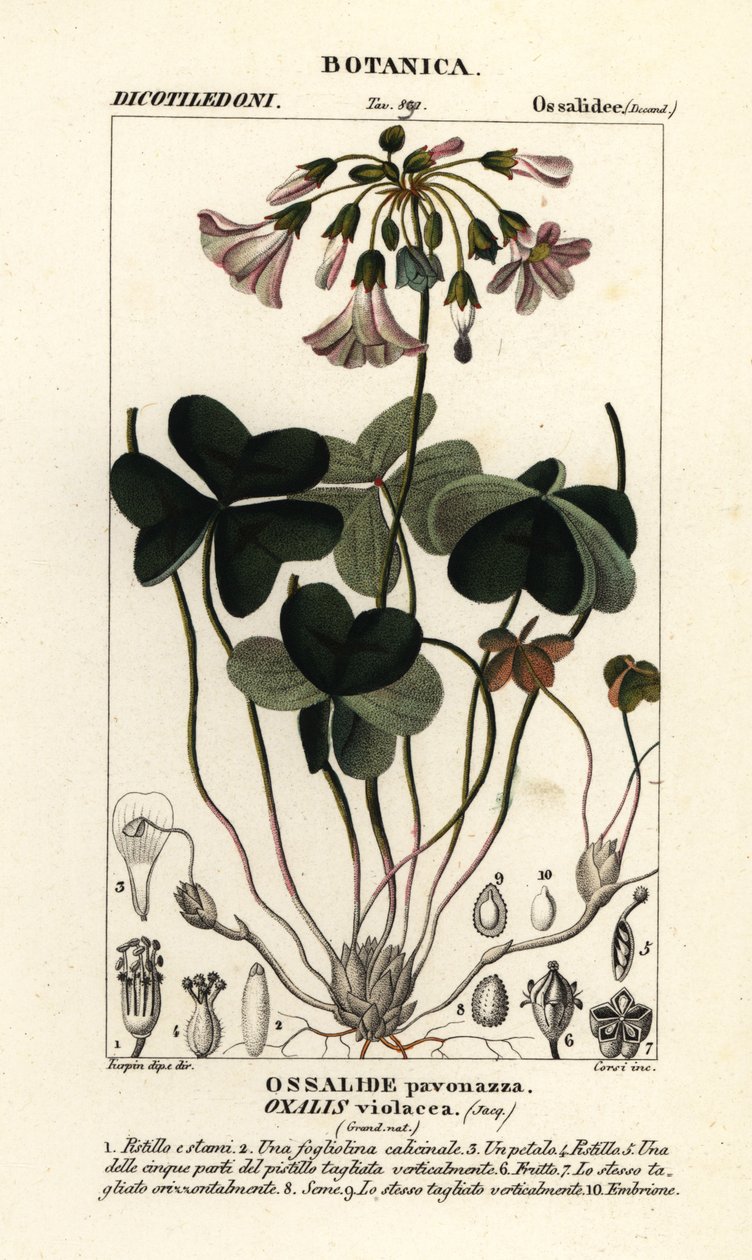 Oxalis violacea - Stanghi Stanghi