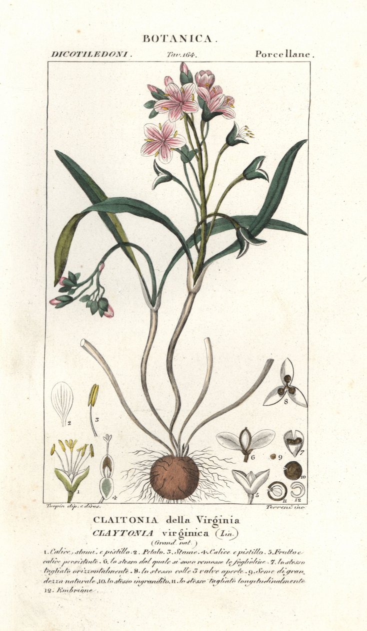 Claytonie de Virginie, Claytonia virginica - Stanghi Stanghi