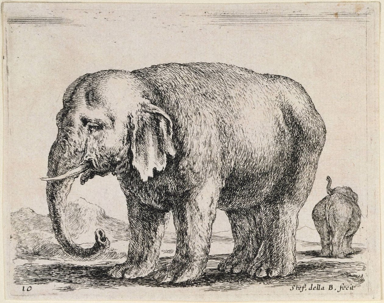 Éléphant - Stefano della Bella