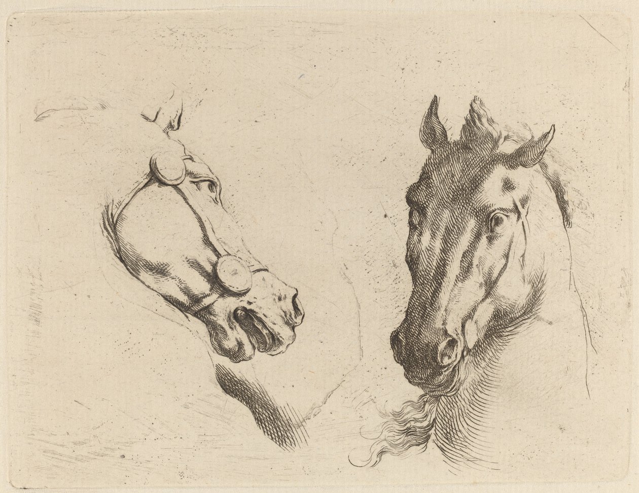 Tête de cheval vue de profil et en trois quarts - Stefano della Bella