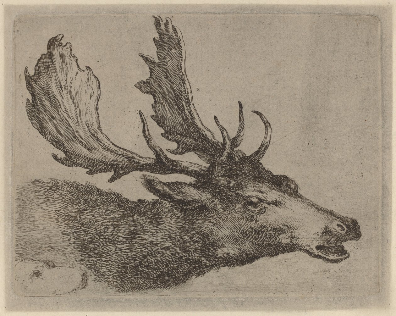 Tête de cerf tournée à droite - Stefano della Bella