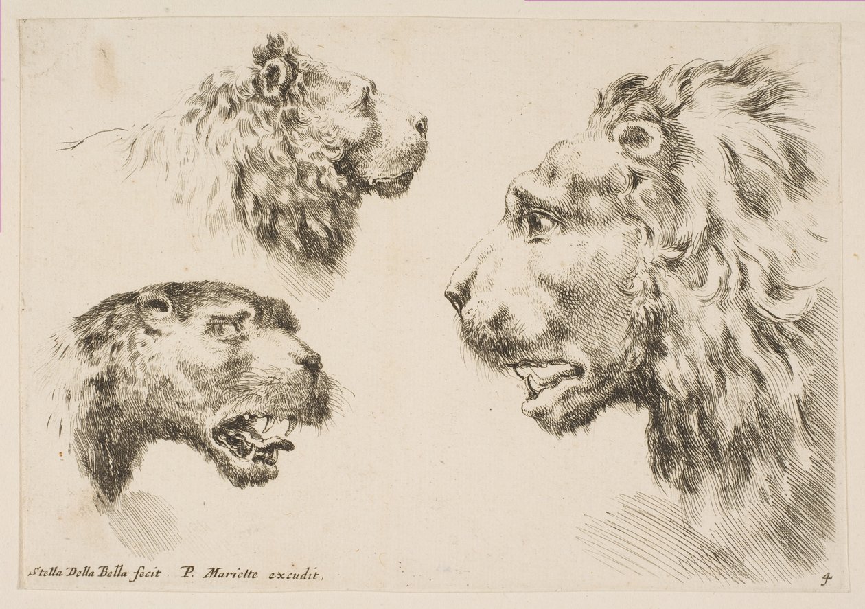 Têtes de trois lions, vers 1641 - Stefano della Bella