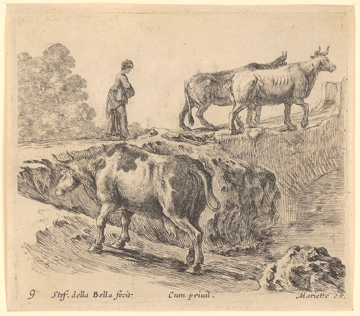 Une vache monte une colline, à l