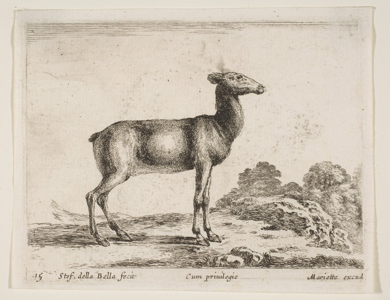Planche 15 : biche, de Divers animaux Diversi animali, vers 1641 - Stefano della Bella