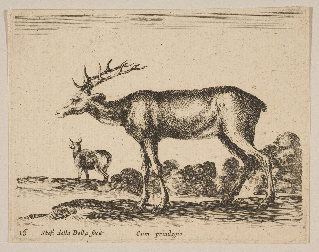 Cerf, des Divers animaux - Stefano della Bella