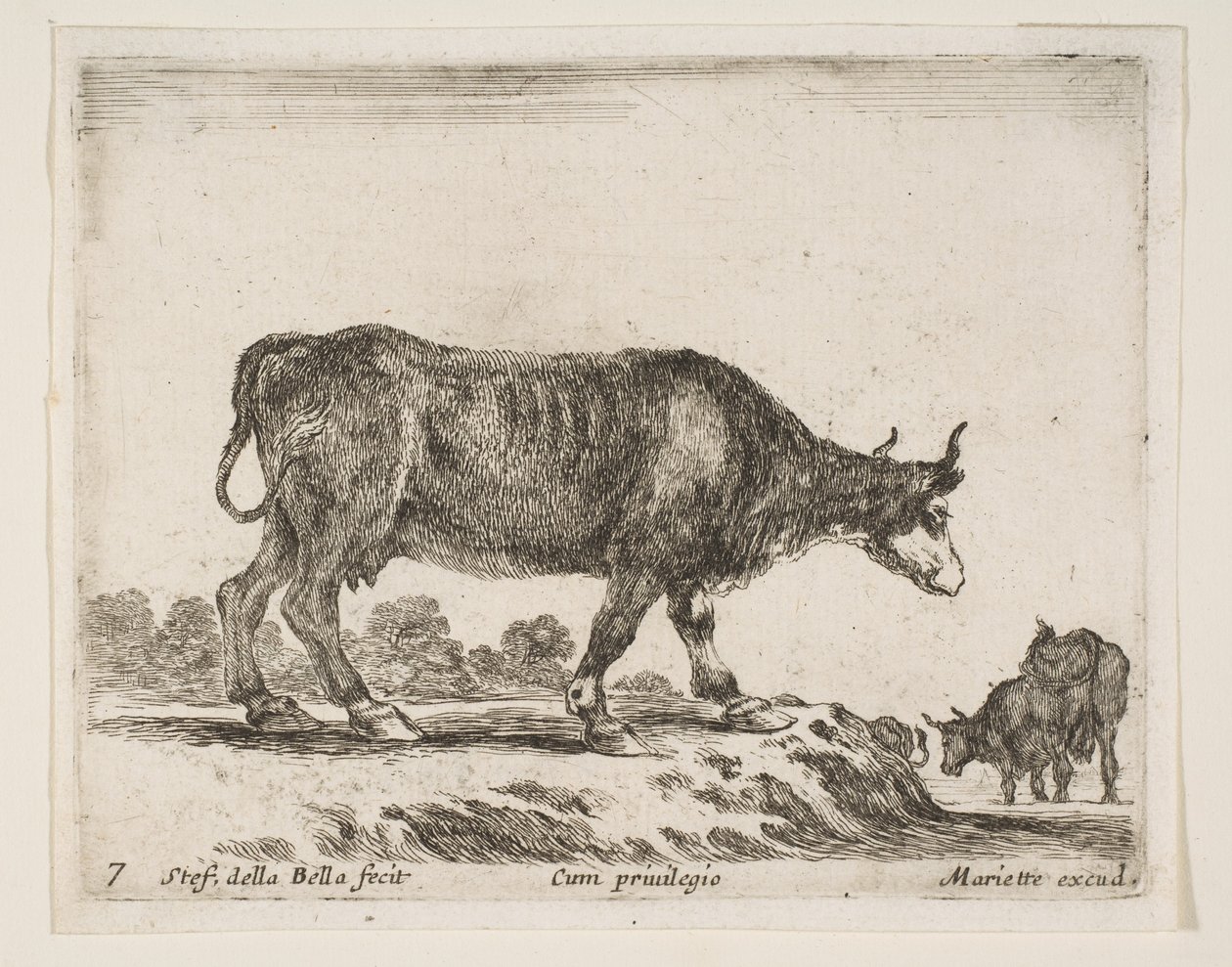 Planche 7 : bœuf, de Divers Animaux - Stefano della Bella