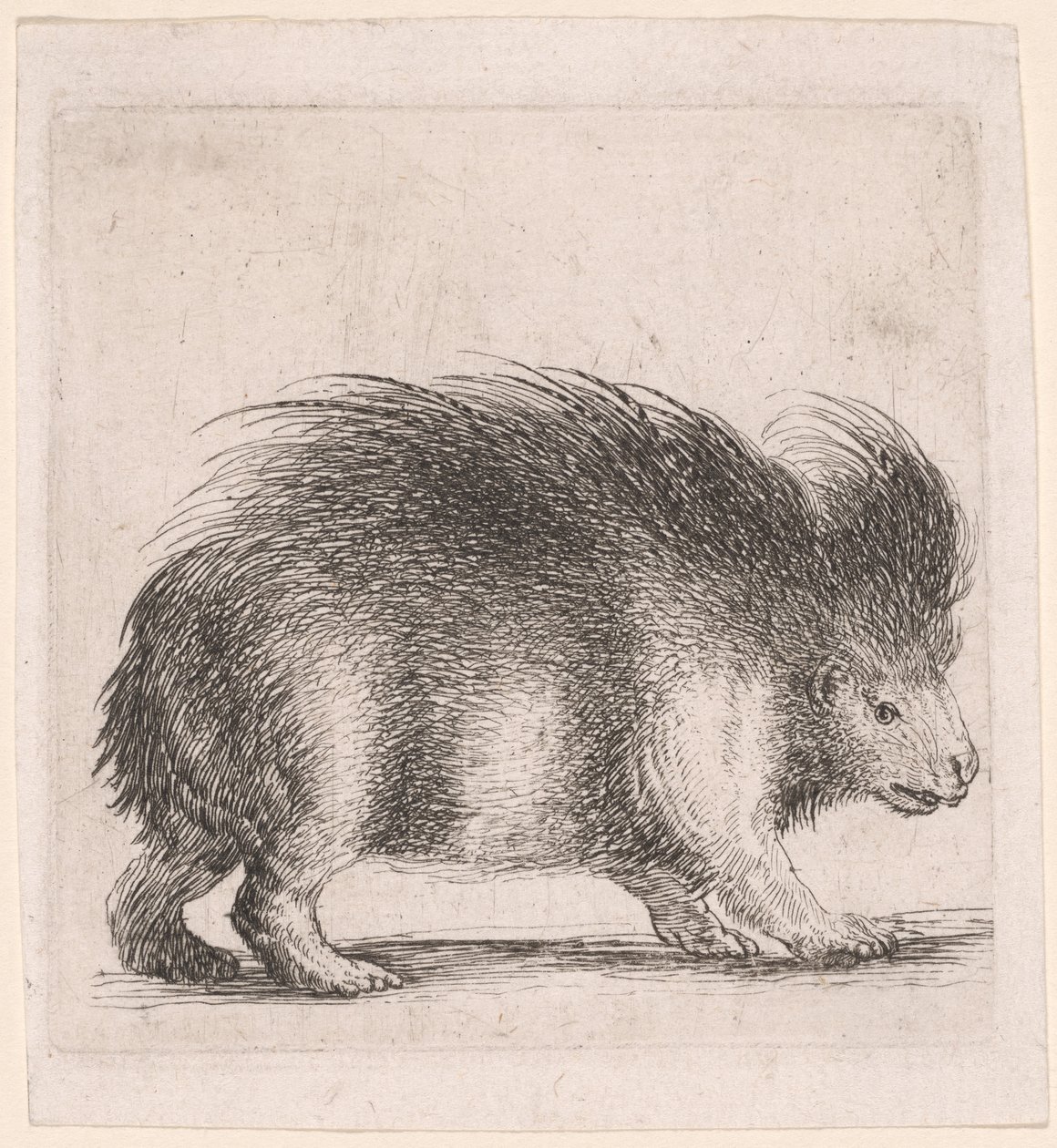 Porc-épic, face à la droite - Stefano della Bella