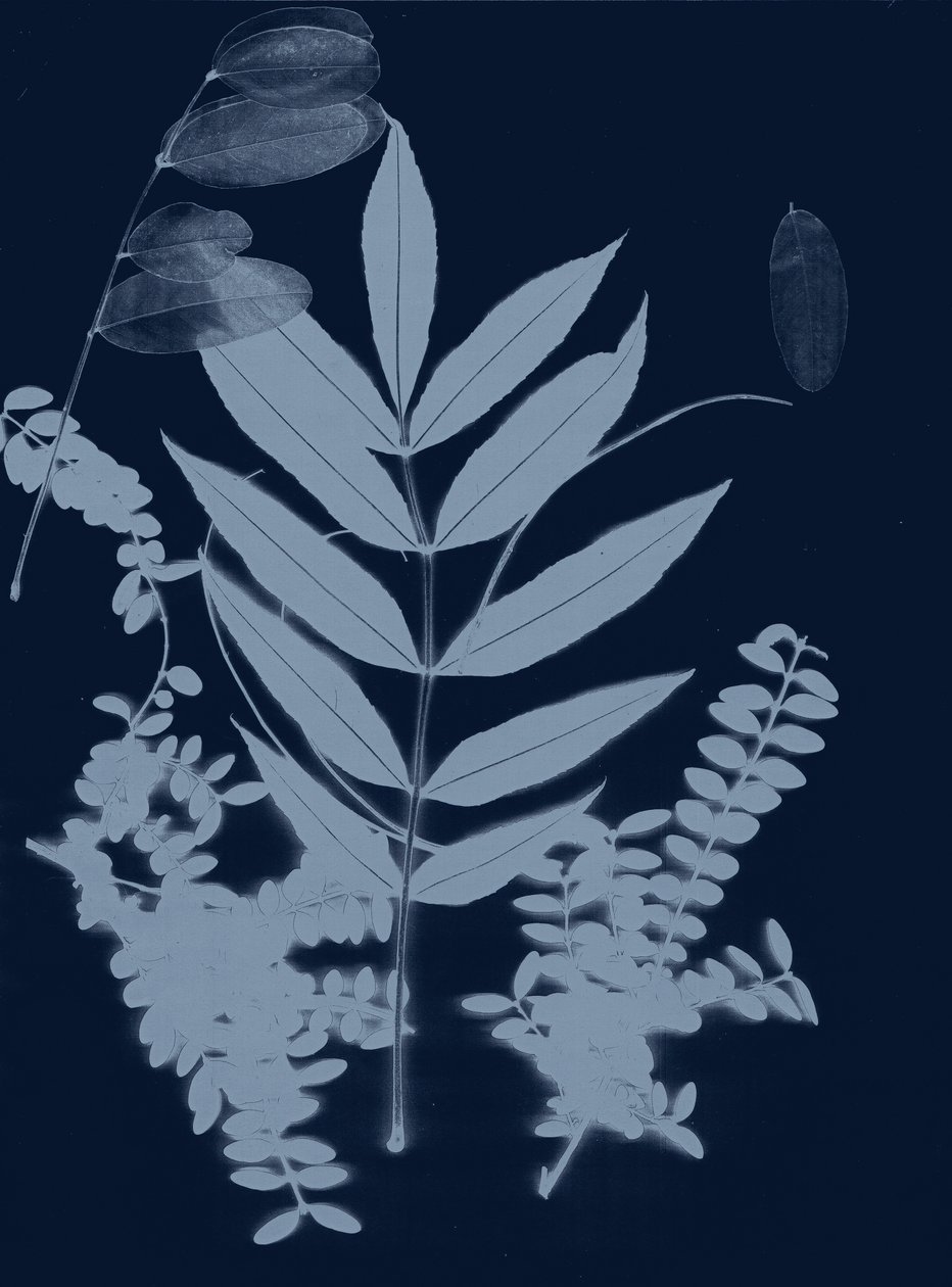 Cyan Foliage 01, 2017 (numérique) - Stephen Dow