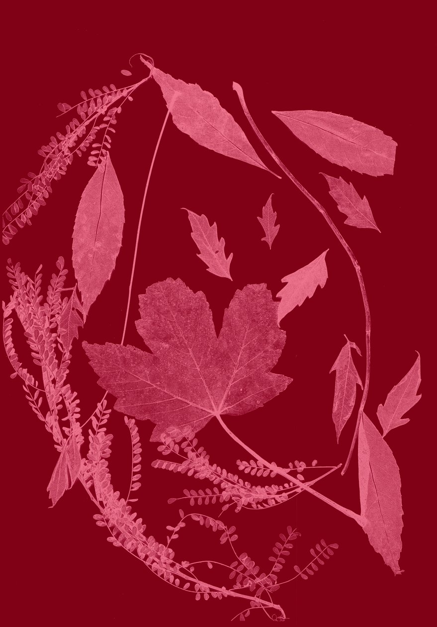Feuillage rouge, 2017 (numérique) - Stephen Dow