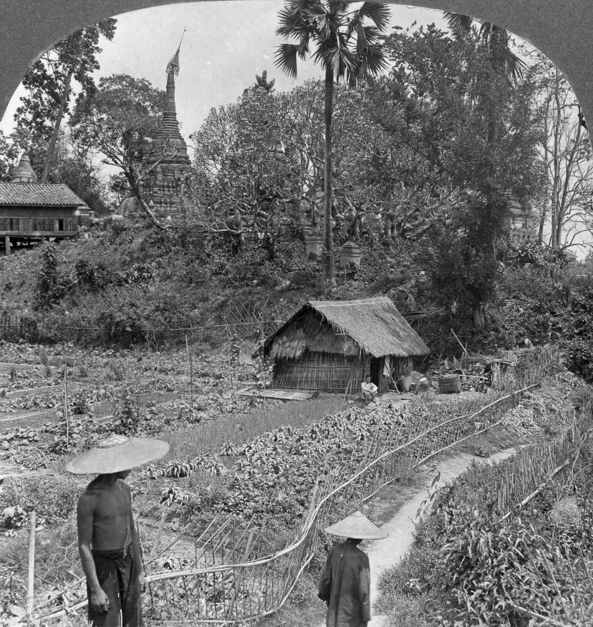 Un potager parmi les pagodes, Bhamo, Birmanie, 1908 - Stereo Travel Co