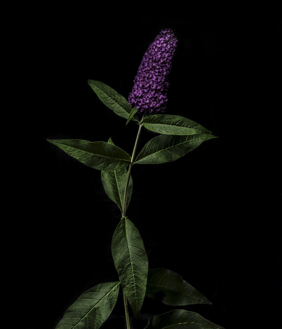 Buddleja pourpre, 2020 - Steve Gallagher