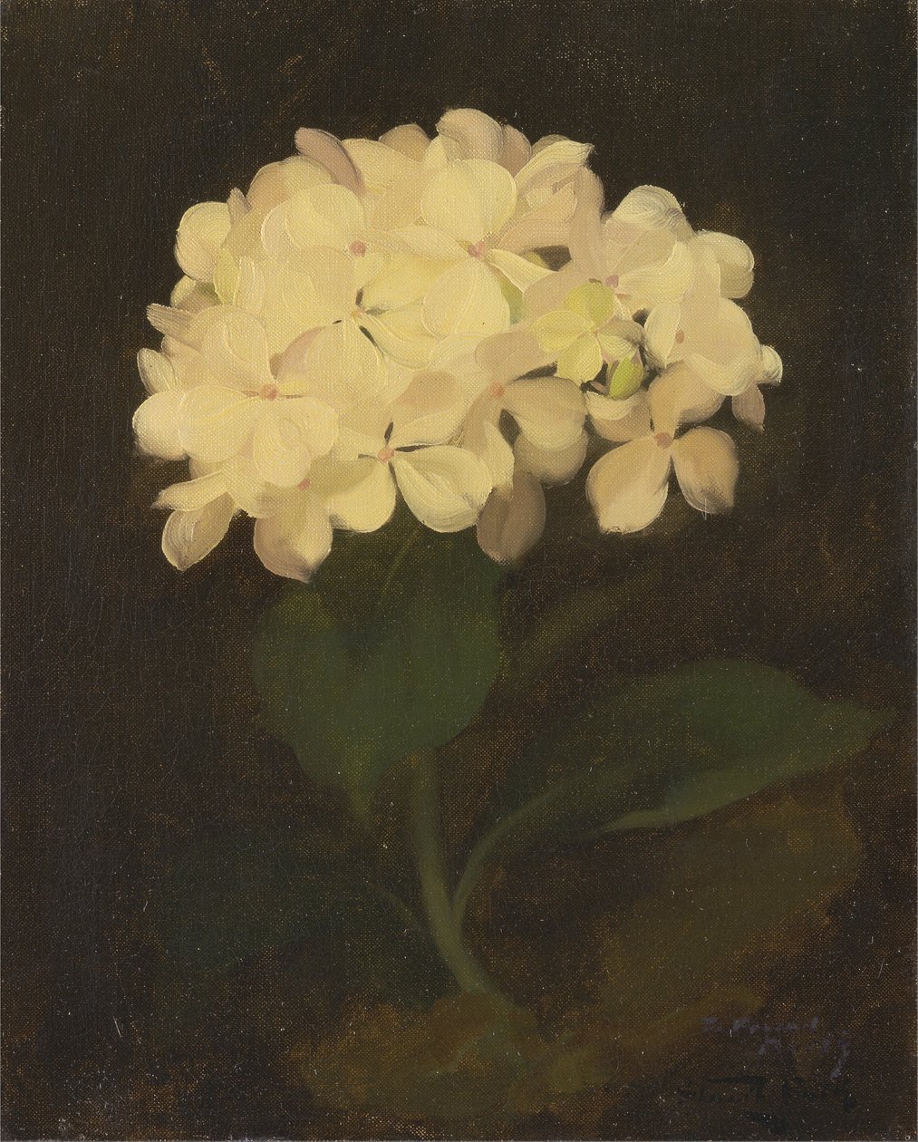 Hortensia blanc - James Stuart Park