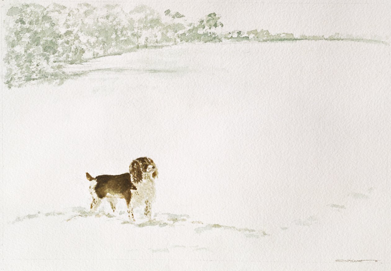 Épagneul Springer dans la neige - Suzi Kennett