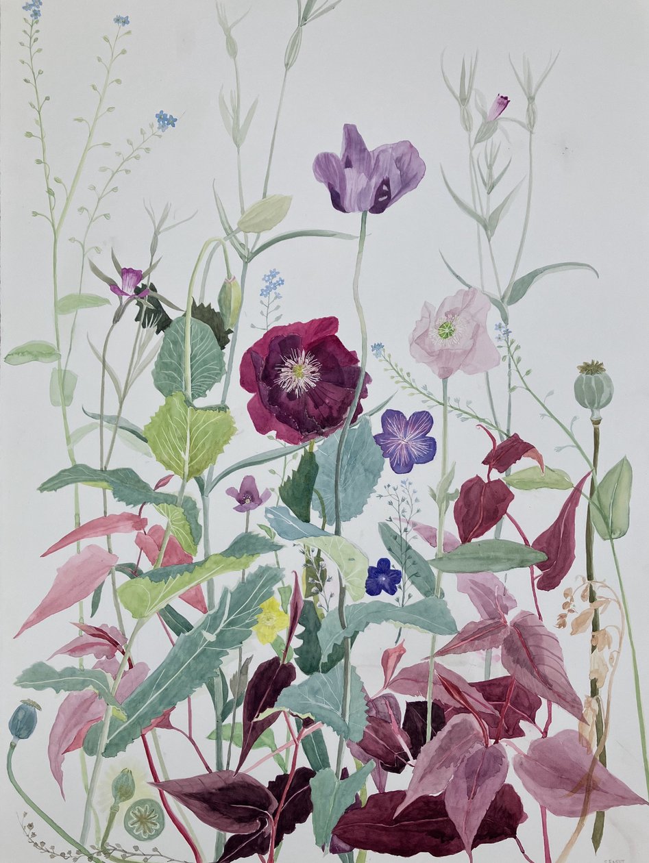 Fleurs de jardin, juin, 2025 (aquarelle sur papier) - Suzy Fasht