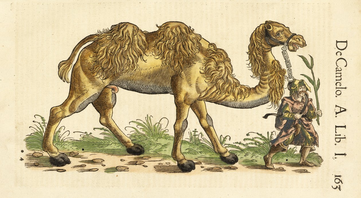 Chameau de Bactriane de Historiae Animalium, par Conrad Gessner (1516 - 1565), c. 1551-58 - Swiss School