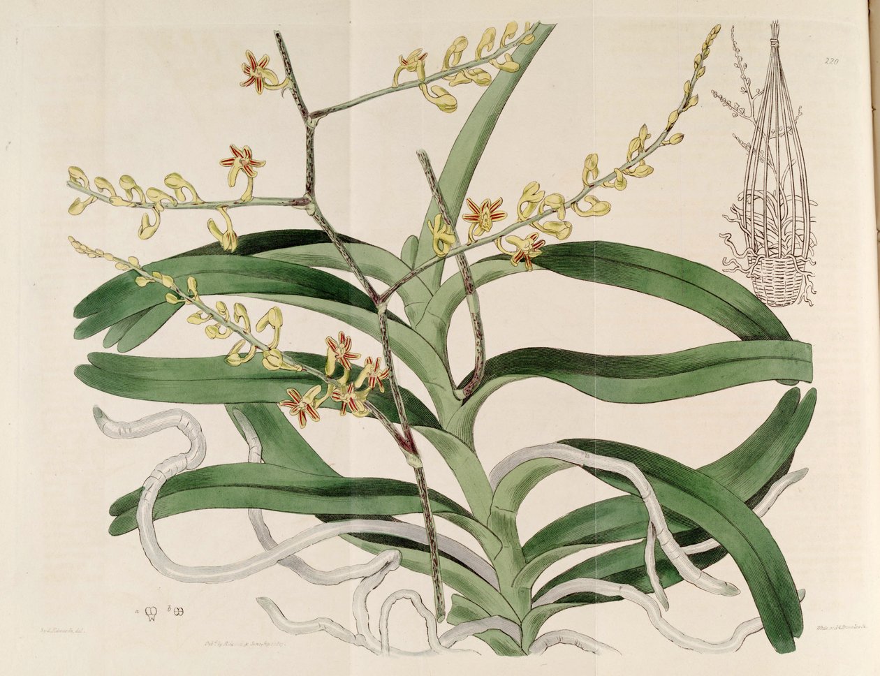 Illustration de Cleisostoma paniculatum (comme syn. Aerides paniculata) - Sydenham Teast Edwards