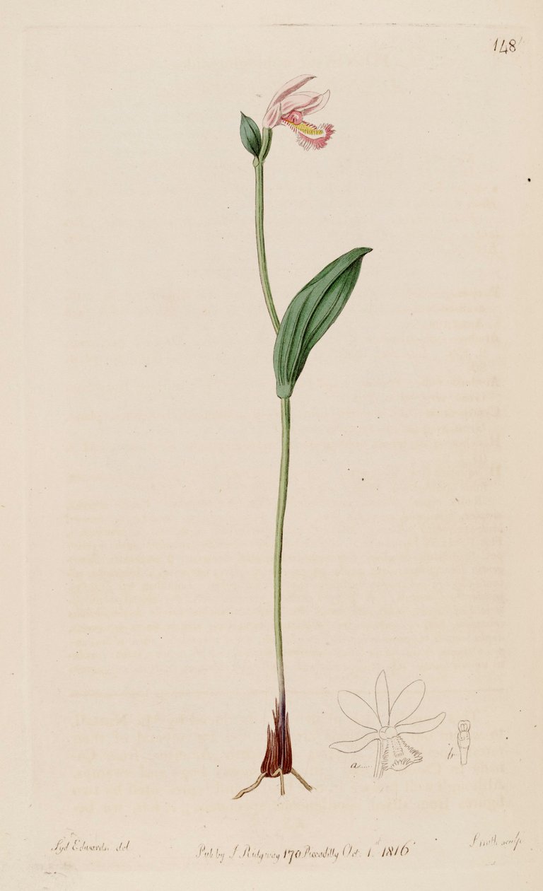 Illustration de Pogonia ophioglossoides - Sydenham Teast Edwards