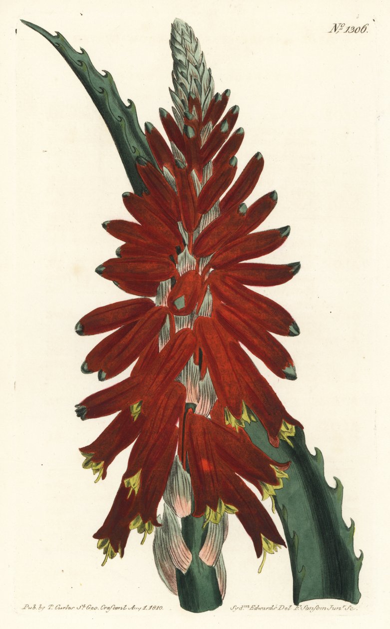 Aloe arborescent - Sydenham Teast Edwards