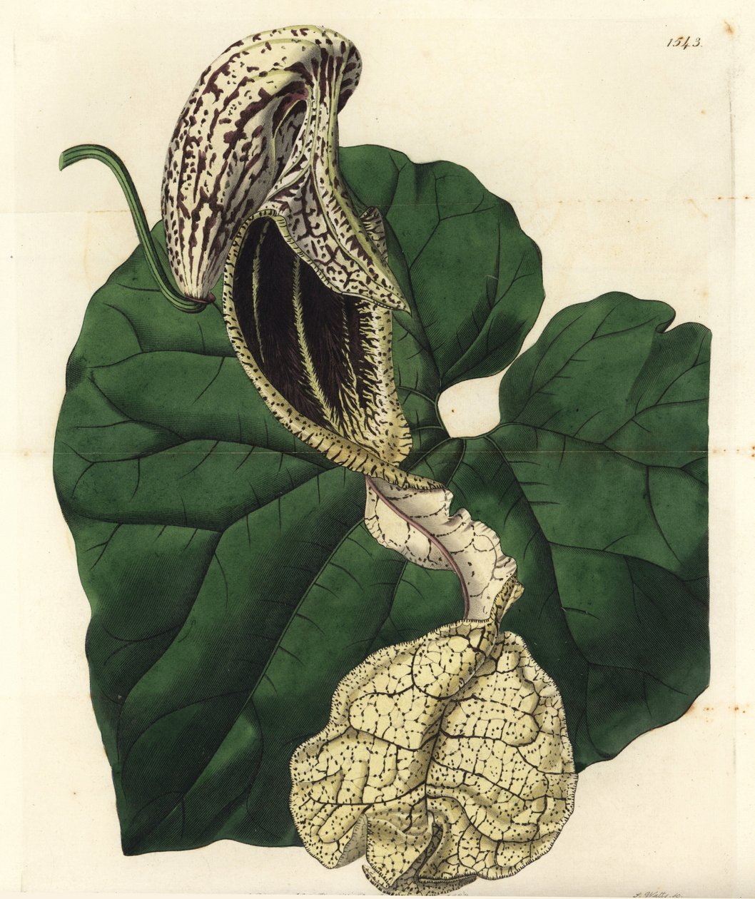 Aristoloche variété (illustration de Sarah Drake, gravure de S. Watts) - Sydenham Teast Edwards