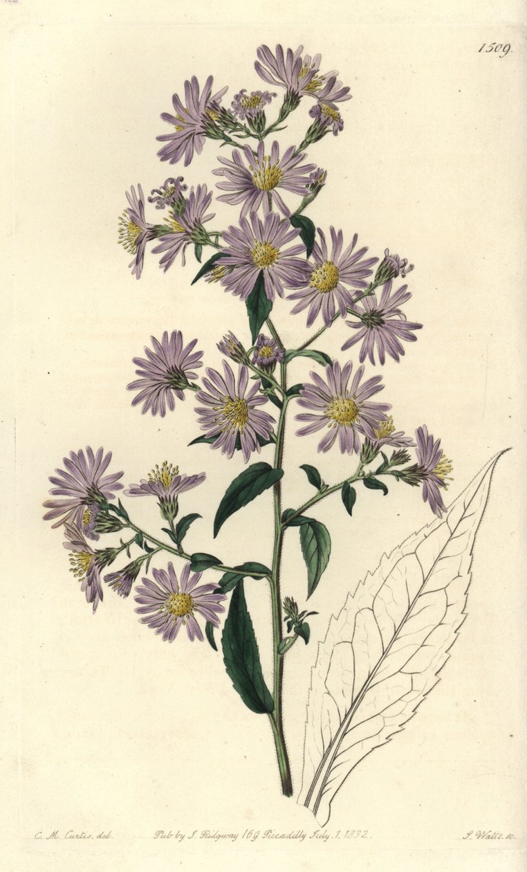 Aster paniculé - Sydenham Teast Edwards