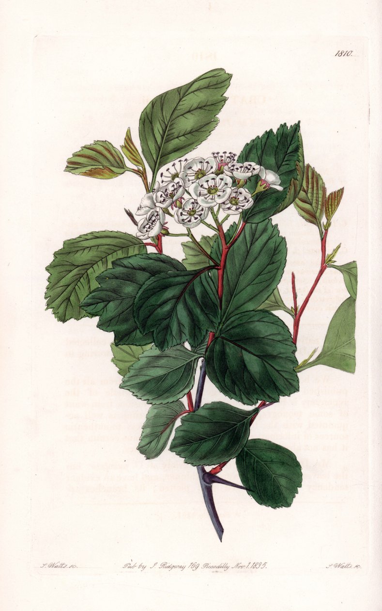 Aubépine ou épine blanche, originaire d
