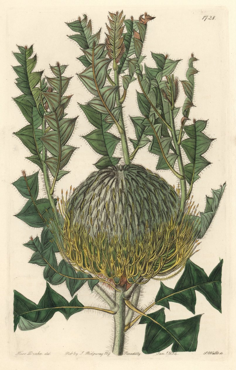 Banksia speciosa, originaire d