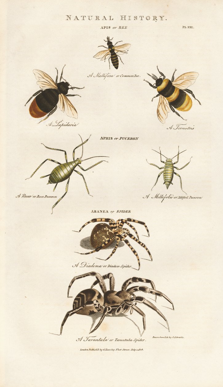 Abeilles, pucerons et araignées - Sydenham Teast Edwards