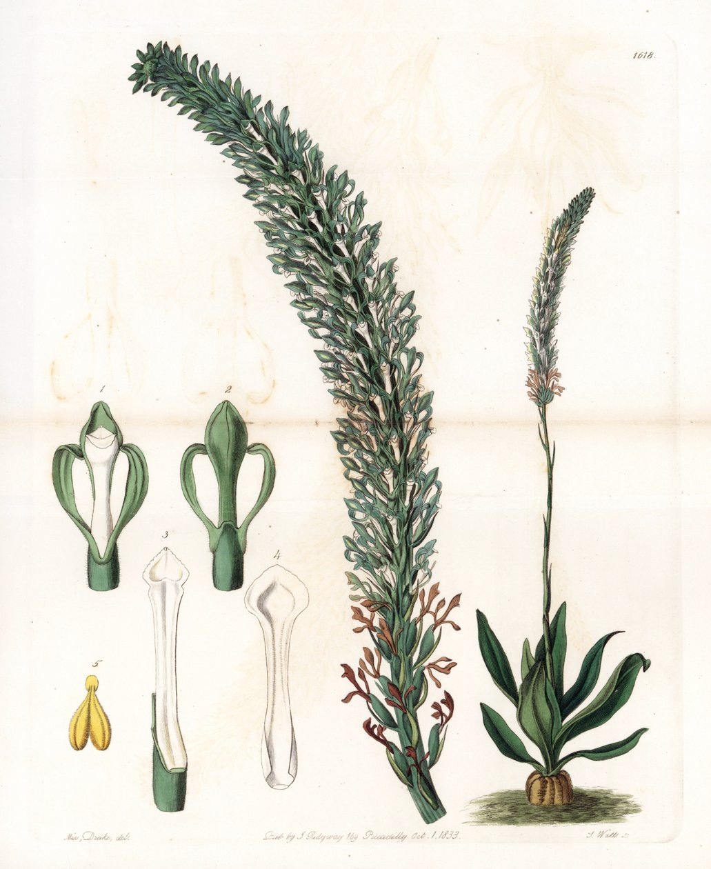 Belle sauroglossum - Sydenham Teast Edwards