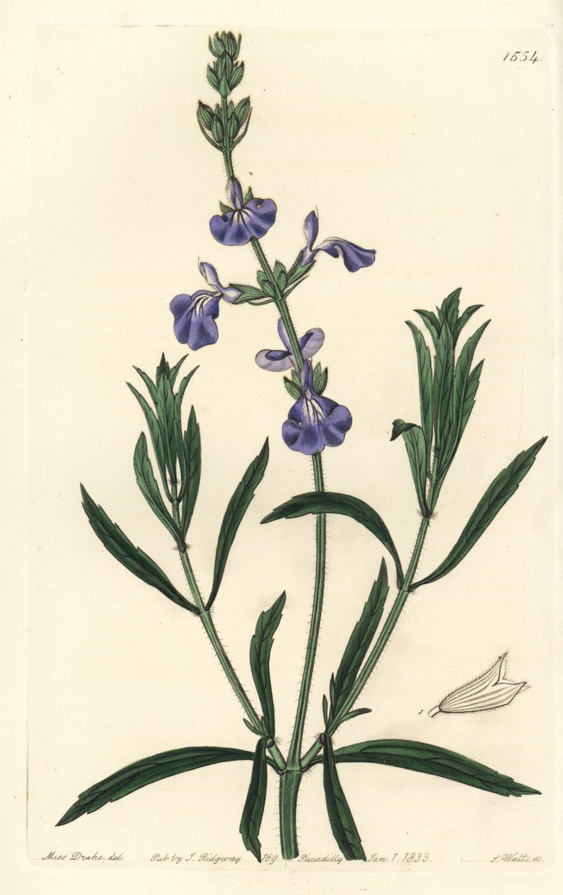 Sauge bleue - Sauge des prairies, Salvia azurea - Sydenham Teast Edwards
