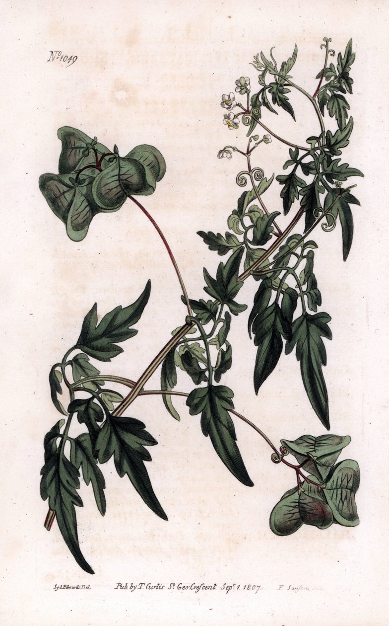 Botanique : cardiosperme ou pois de cœur - Sydenham Teast Edwards