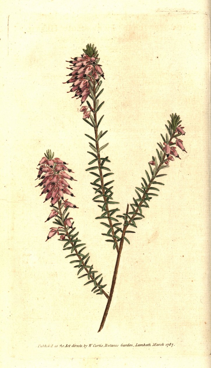 Bruyère carnée - Sydenham Teast Edwards