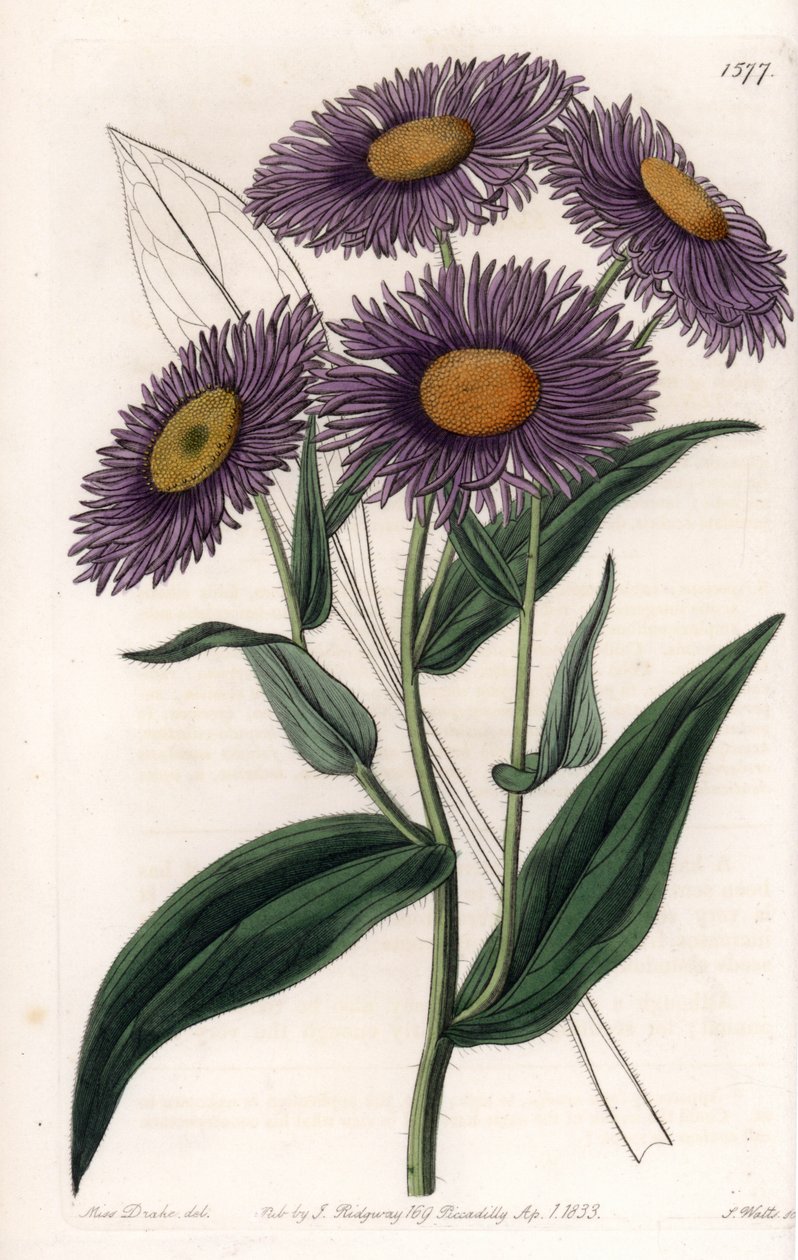 Erigeron de Californie - Sydenham Teast Edwards