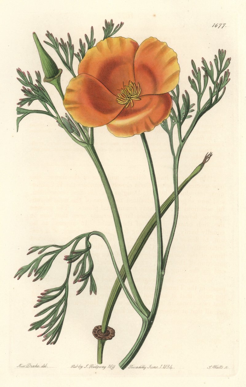 Pavot de Californie - Sydenham Teast Edwards