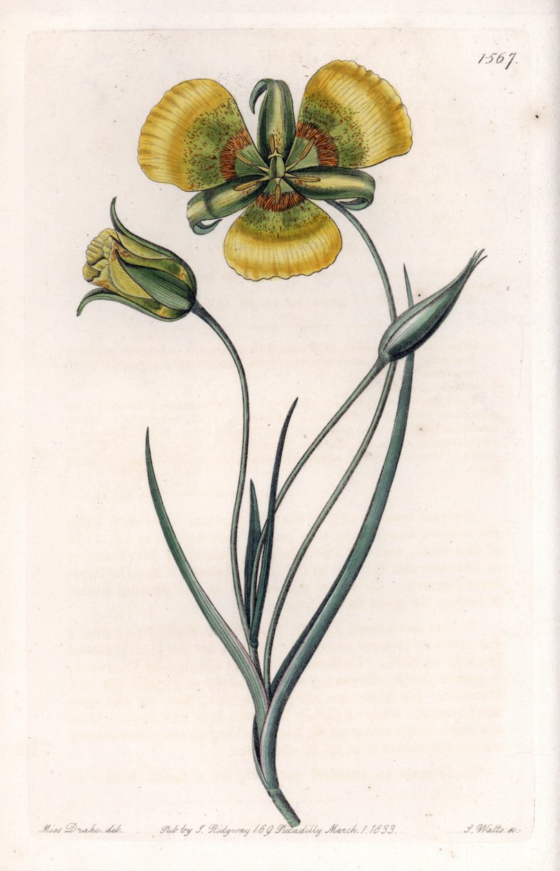 Calochortus avec grandes fleurs jaunes - Sydenham Teast Edwards