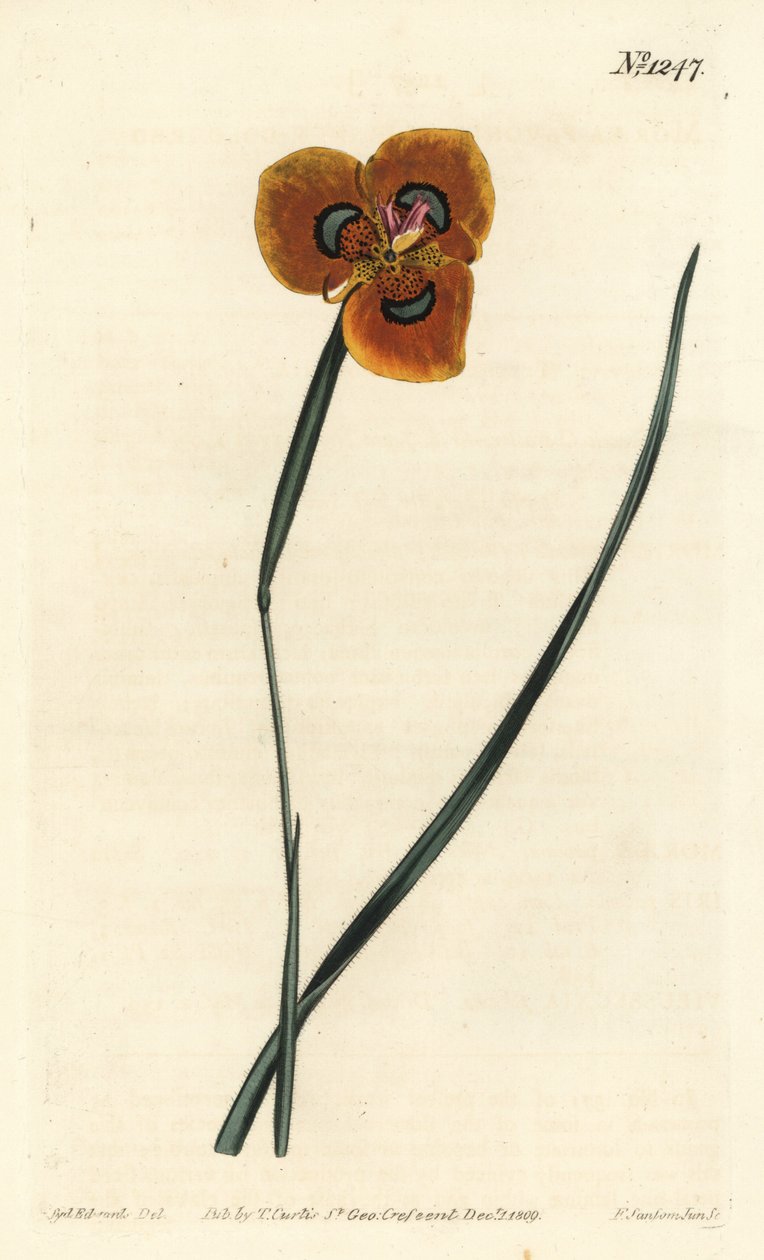 Tulipe du Cap - Moraea orange, Moraea tulbaghensis (Moraea pavonia). Gravure à la main par F. Sansom Jr. d