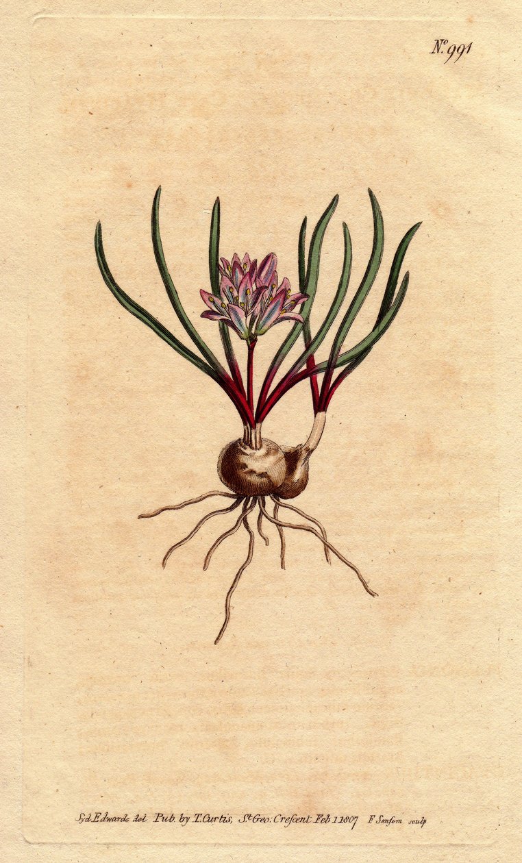 Jacinthe du Cap, avec bulbe, feuilles écarlates et fleurs rose pâle - Sydenham Teast Edwards