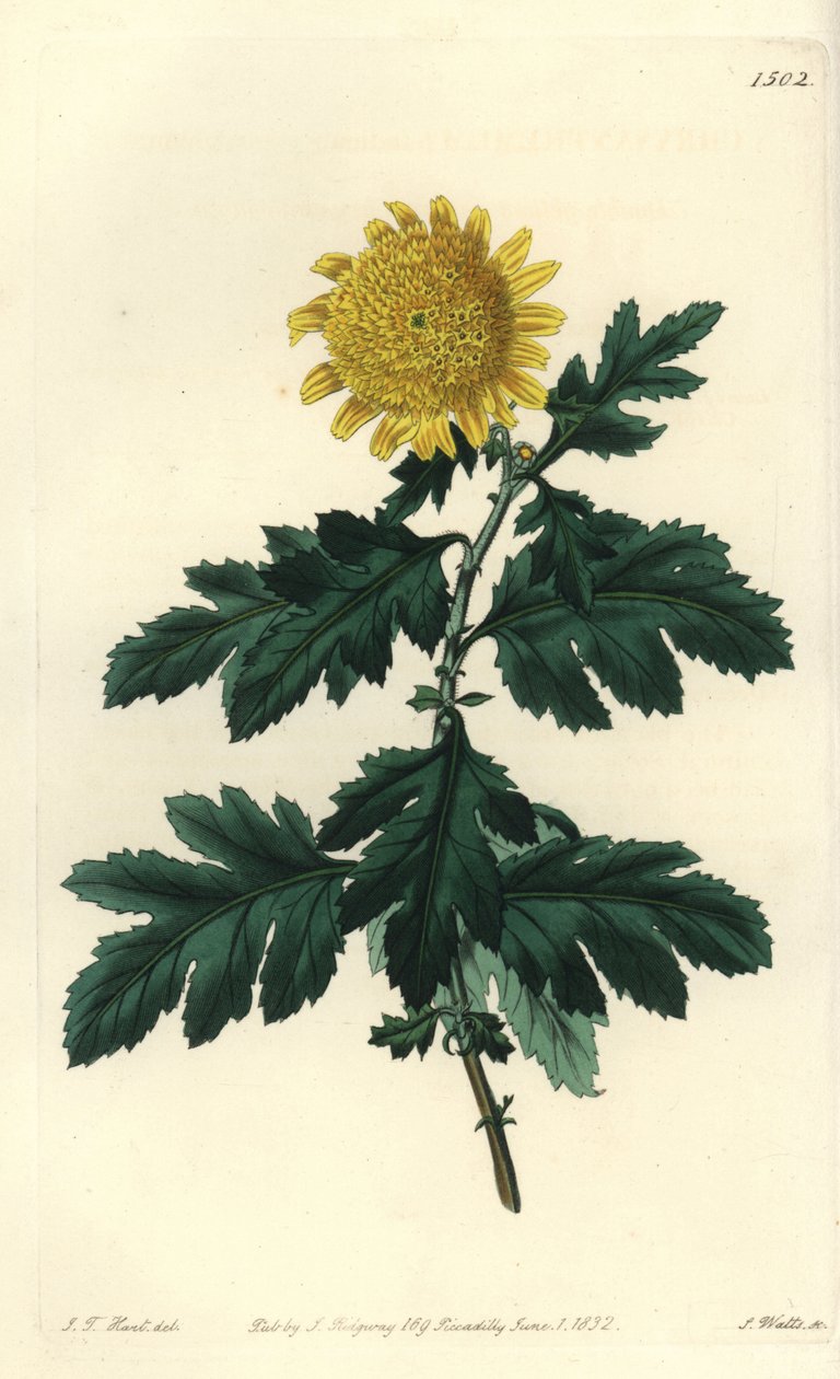 Chrysanthème indien double jaune - Sydenham Teast Edwards
