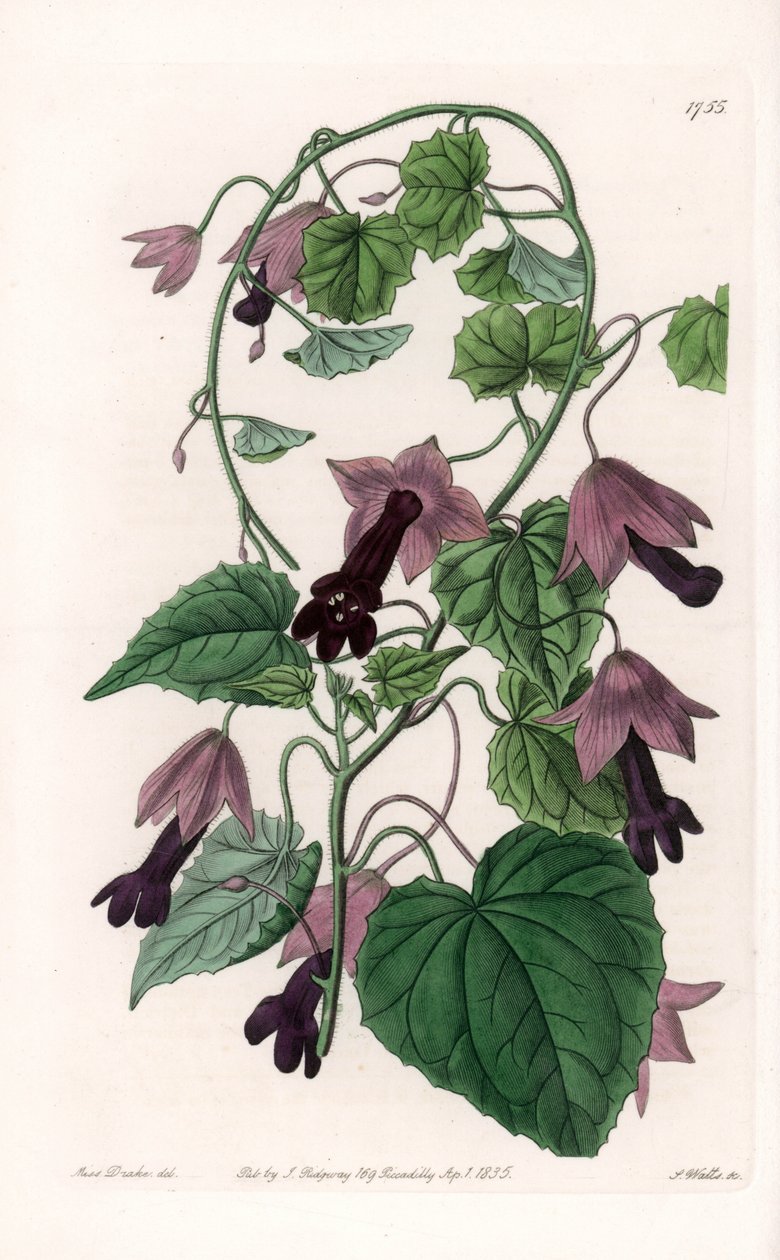 Chapeau chinois - Gravure par S. Watts d